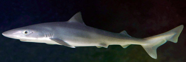 Galeorhinus galeus_06.jpg
